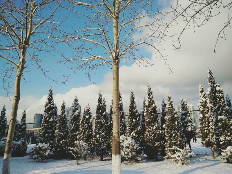 雪景 (6).jpg