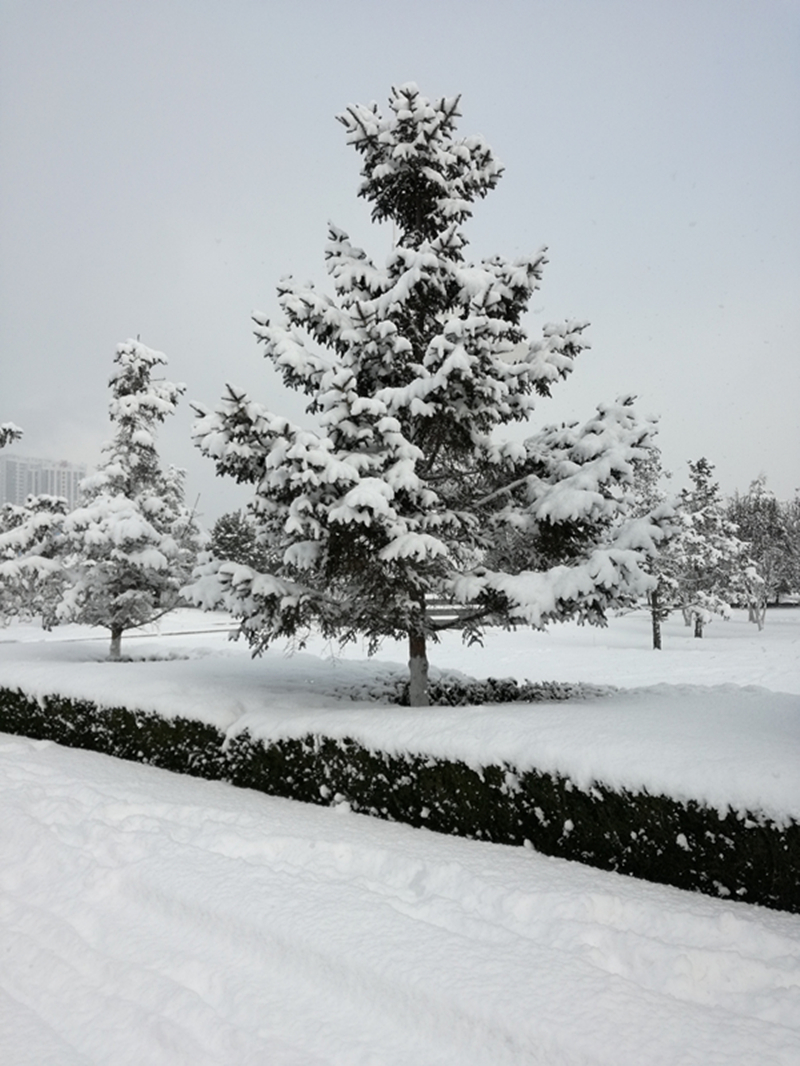 雪景 (8).jpg